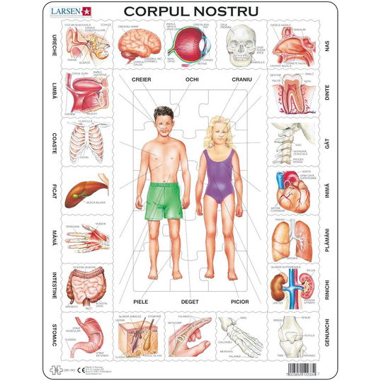 Puzzle Corpul Nostru, 35 Piese Larsen LROB1-RO B39016885