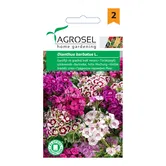 Seminte de garofita de gradina melanj, Agrosel