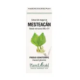 MESTEACAN PUFOS - muguri - gemoderivat - 50ml - PlantExtrakt