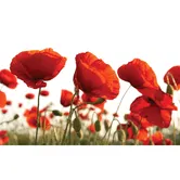 Fototapet duplex Camp maci, 368 x 254 cm