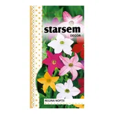 Seminte de regina noptii melanj, Starsem