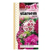 Seminte de garofita de gradina melanj, Starsem